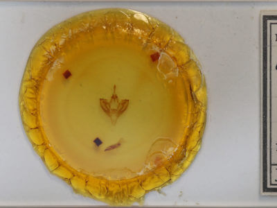 slide view of adult Calyptra canadensis