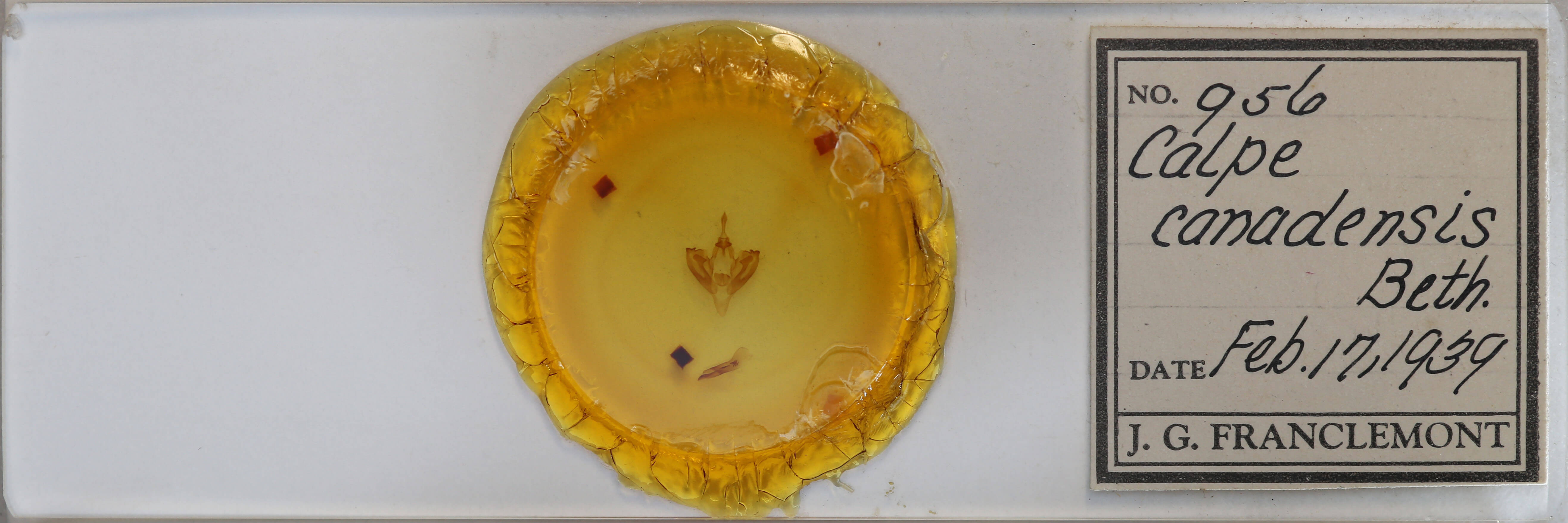 slide view of adult Calyptra canadensis