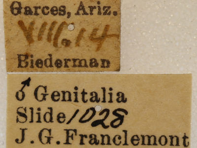 label view of adult Caripeta ocellaria