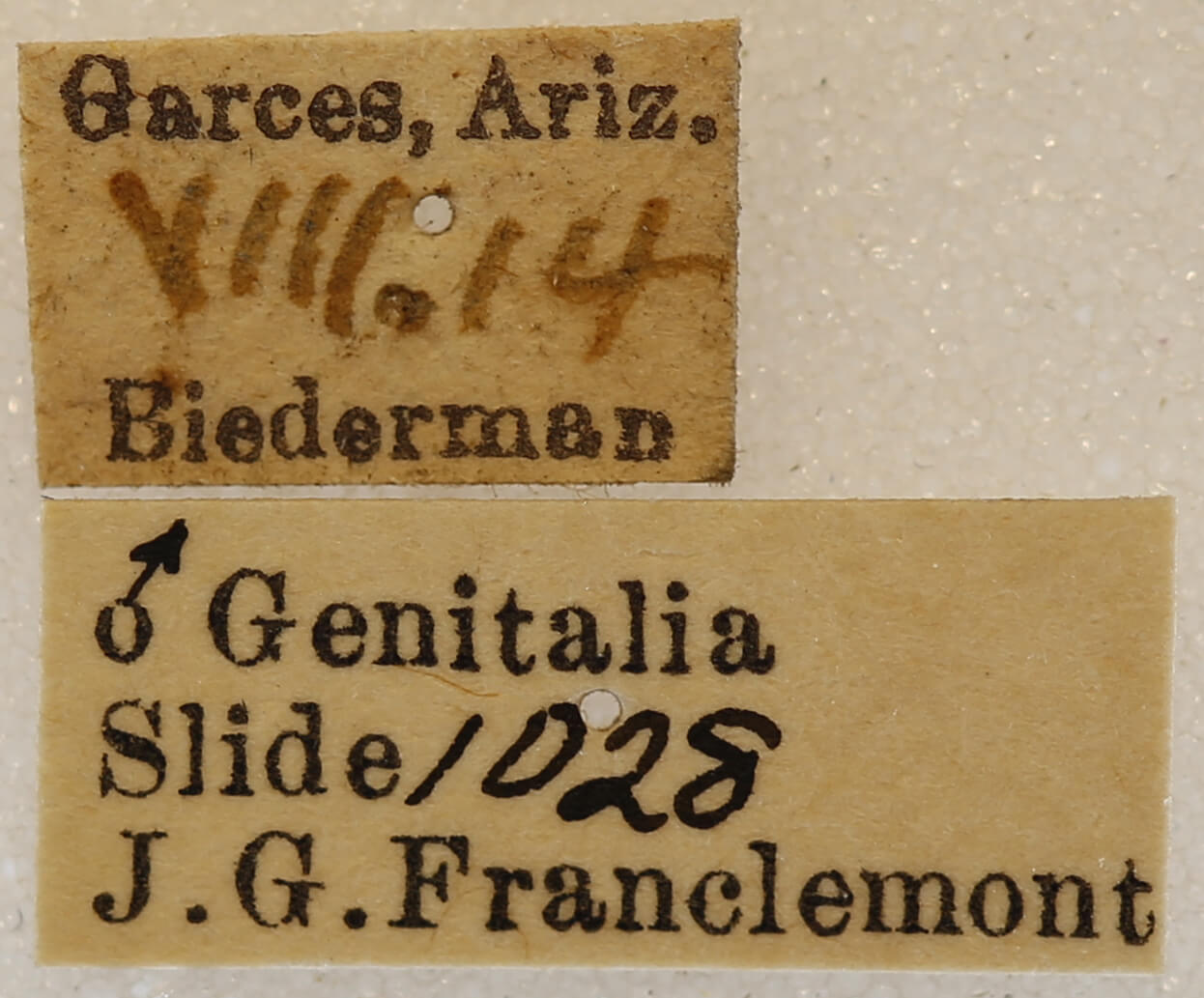 label view of adult Caripeta ocellaria