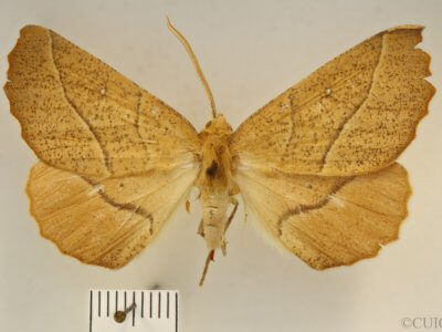 dorsal view of adult Caripeta ocellaria