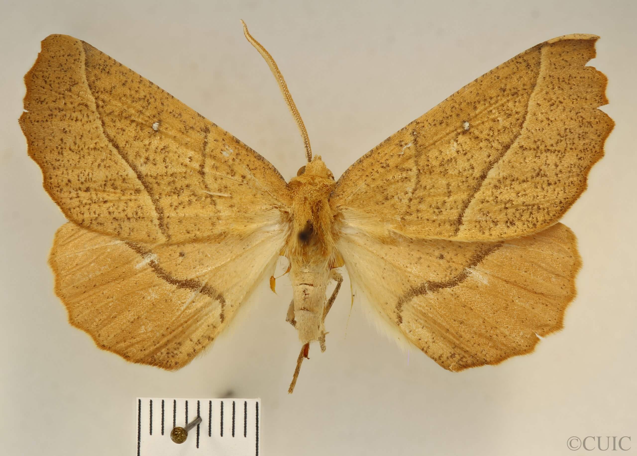 dorsal view of adult Caripeta ocellaria