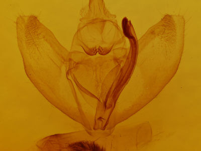 genitalia view of adult Caripeta ocellaria