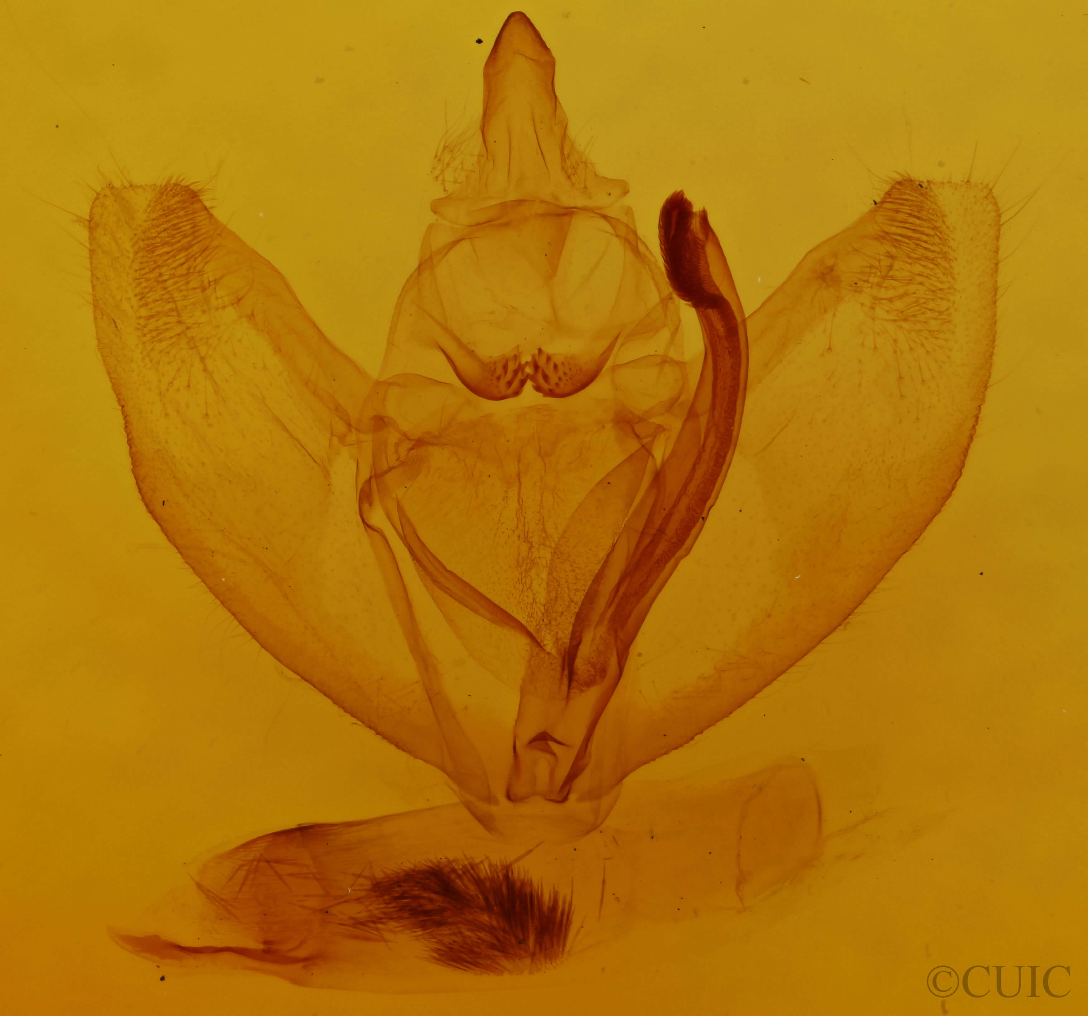 genitalia view of adult Caripeta ocellaria
