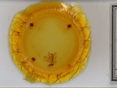 slide view of adult Caripeta ocellaria