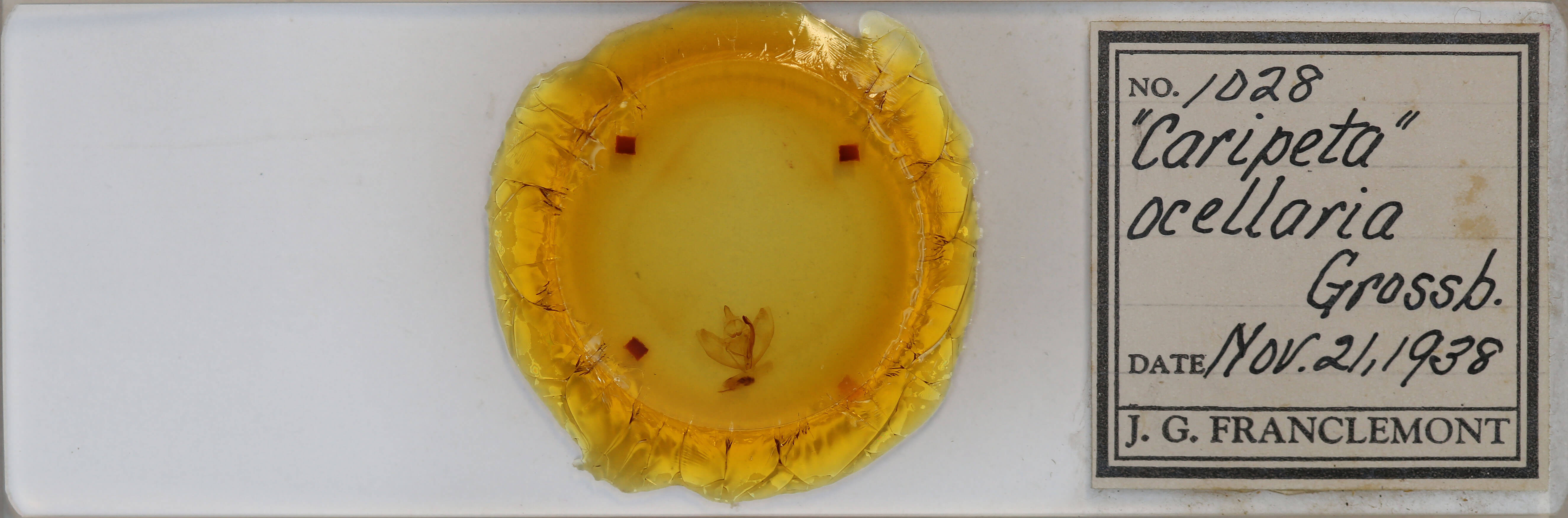 slide view of adult Caripeta ocellaria