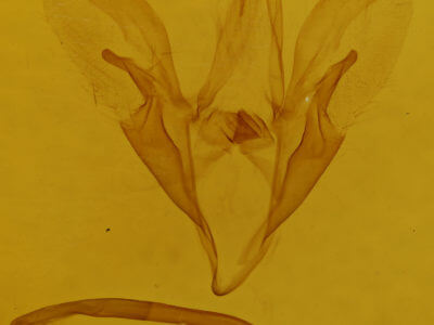 genitalia view of adult Catocala blandula