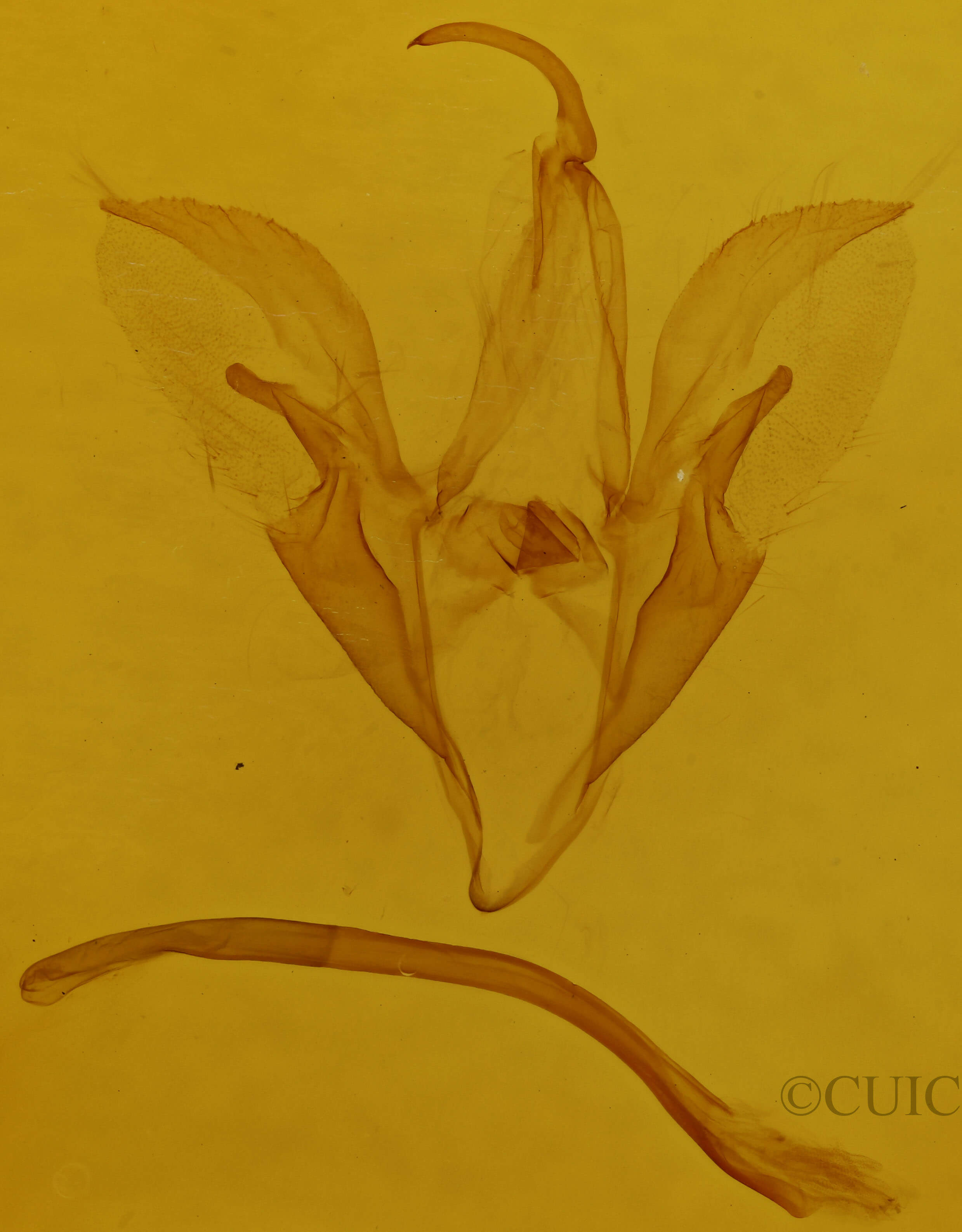 genitalia view of adult Catocala blandula