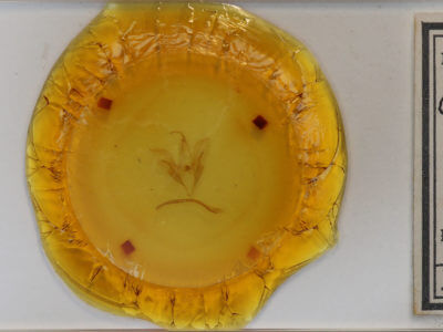 slide view of adult Catocala blandula