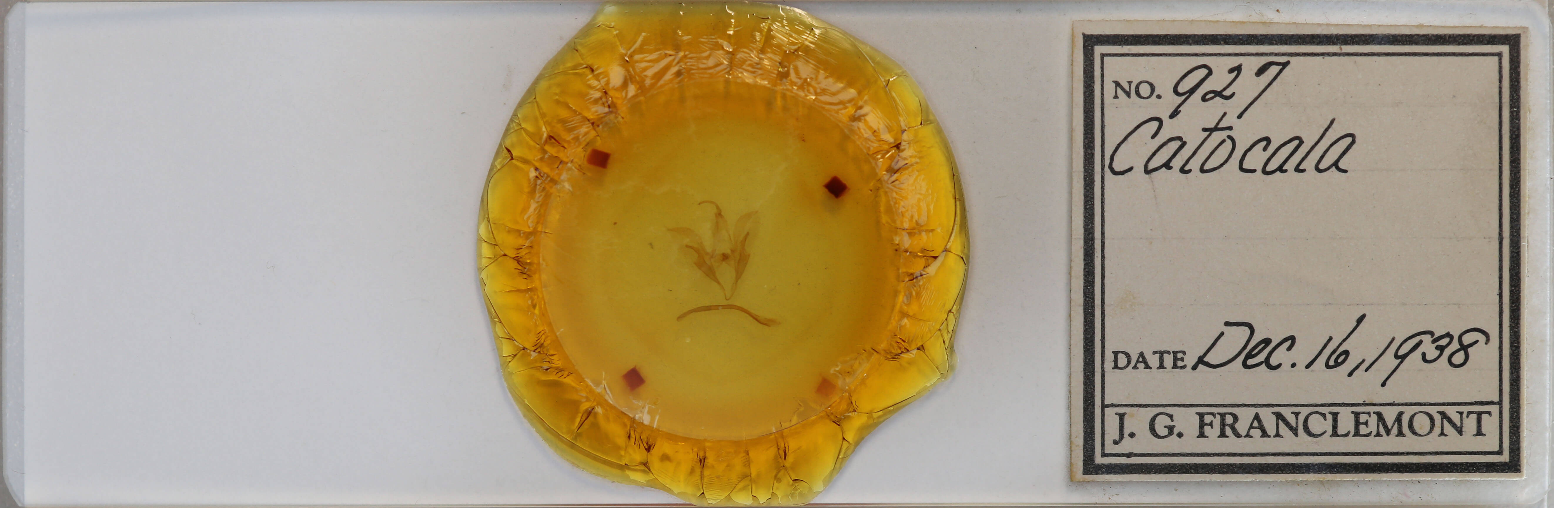 slide view of adult Catocala blandula