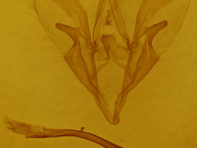 genitalia view of adult Catocala blandula