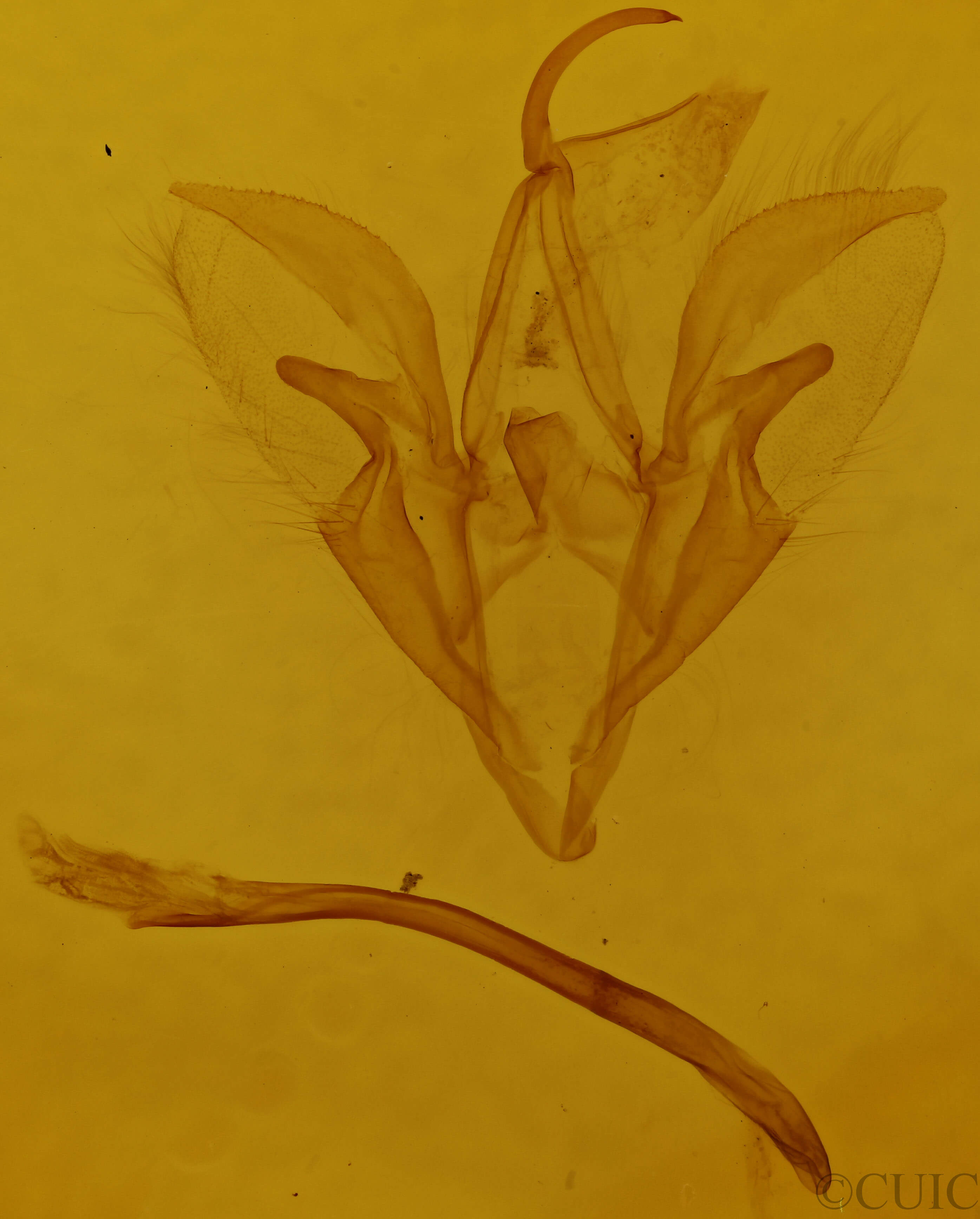 genitalia view of adult Catocala blandula