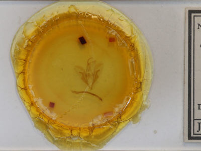 slide view of adult Catocala blandula