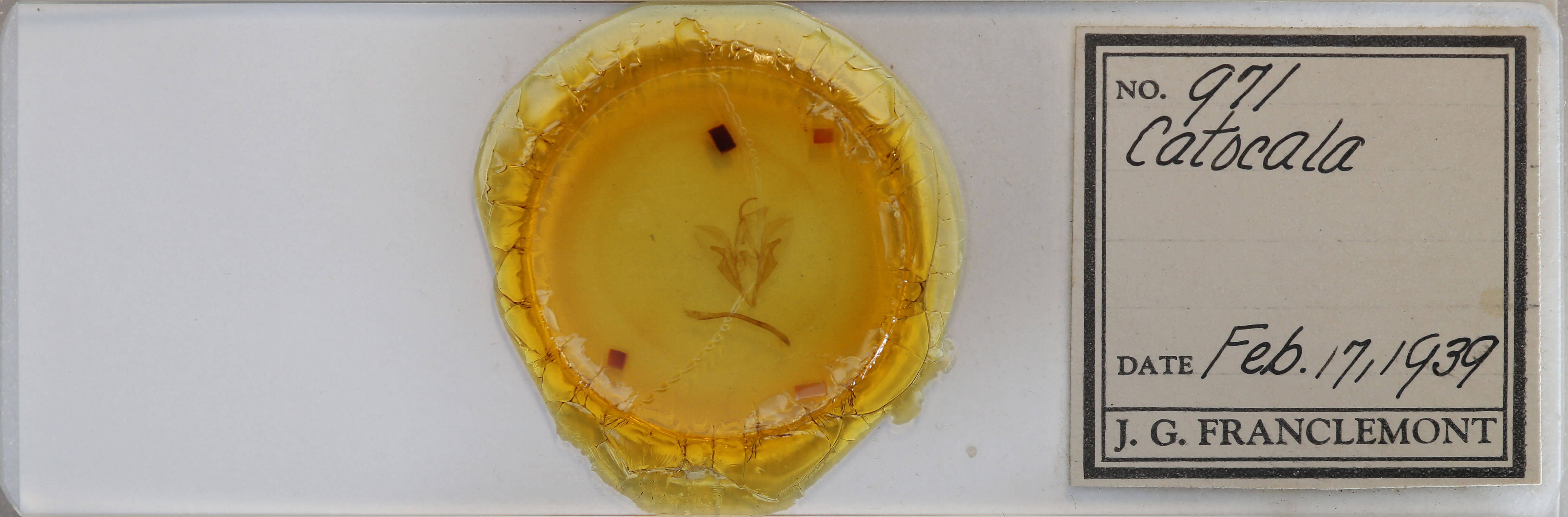 slide view of adult Catocala blandula