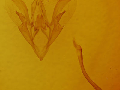 genitalia view of adult Catocala crataegi