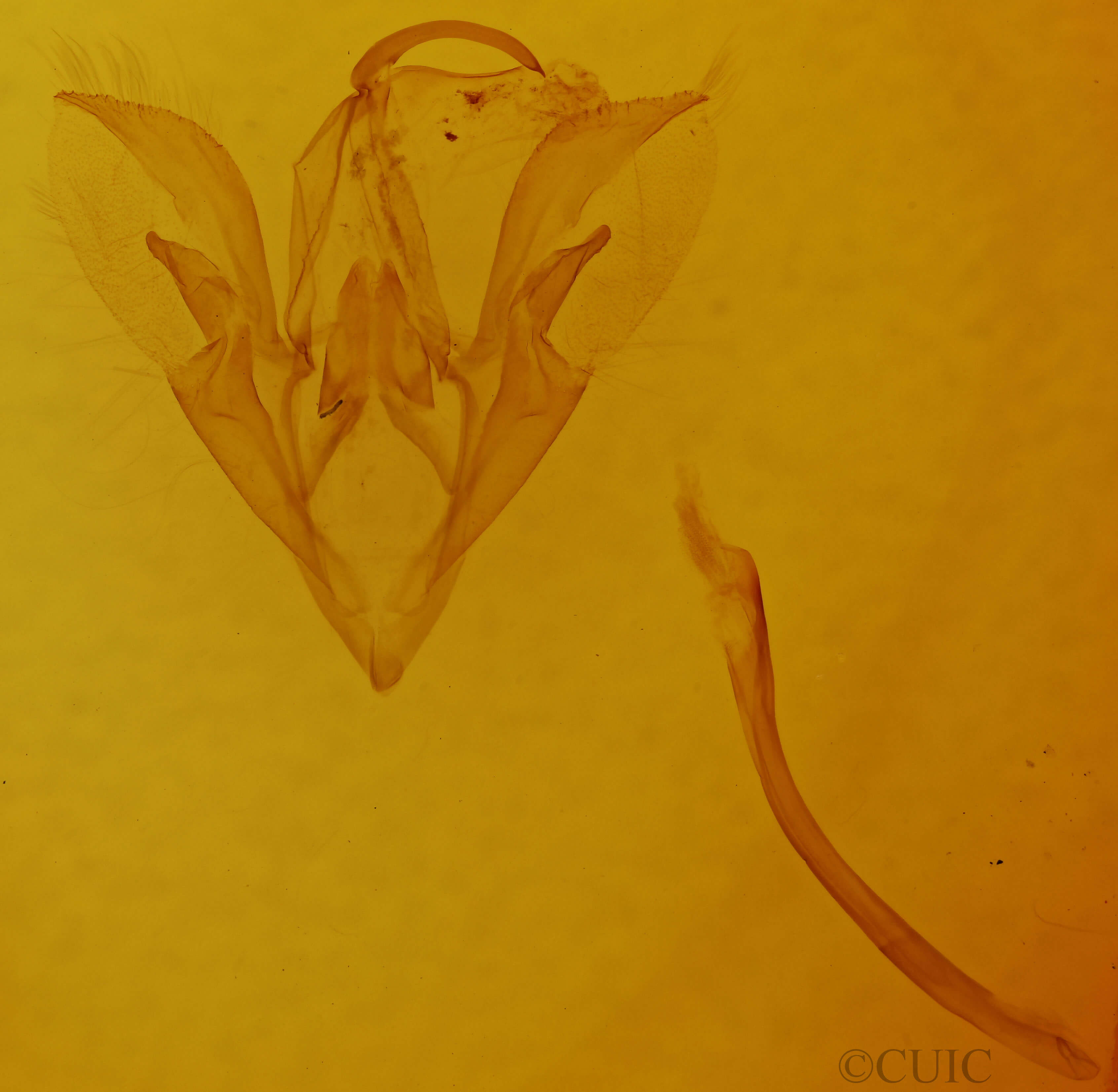 genitalia view of adult Catocala crataegi