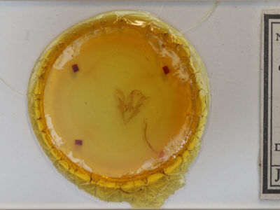 slide view of adult Catocala crataegi