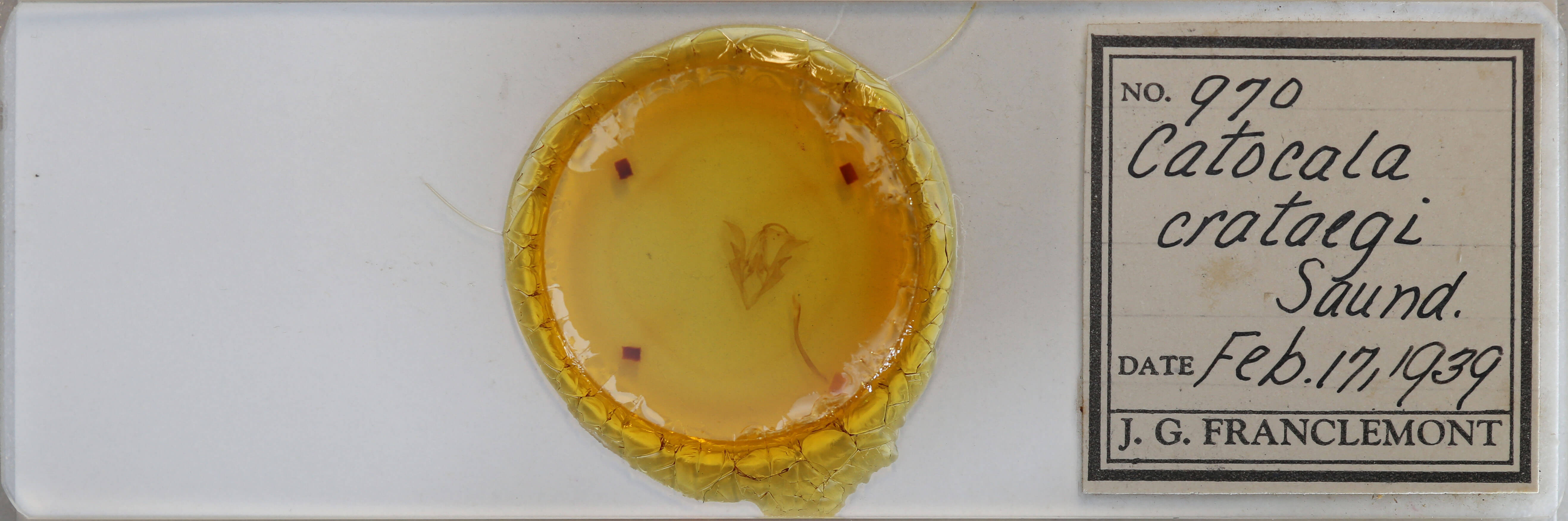 slide view of adult Catocala crataegi