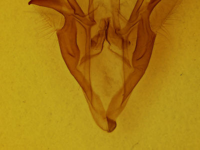 genitalia view of adult Catocala epione