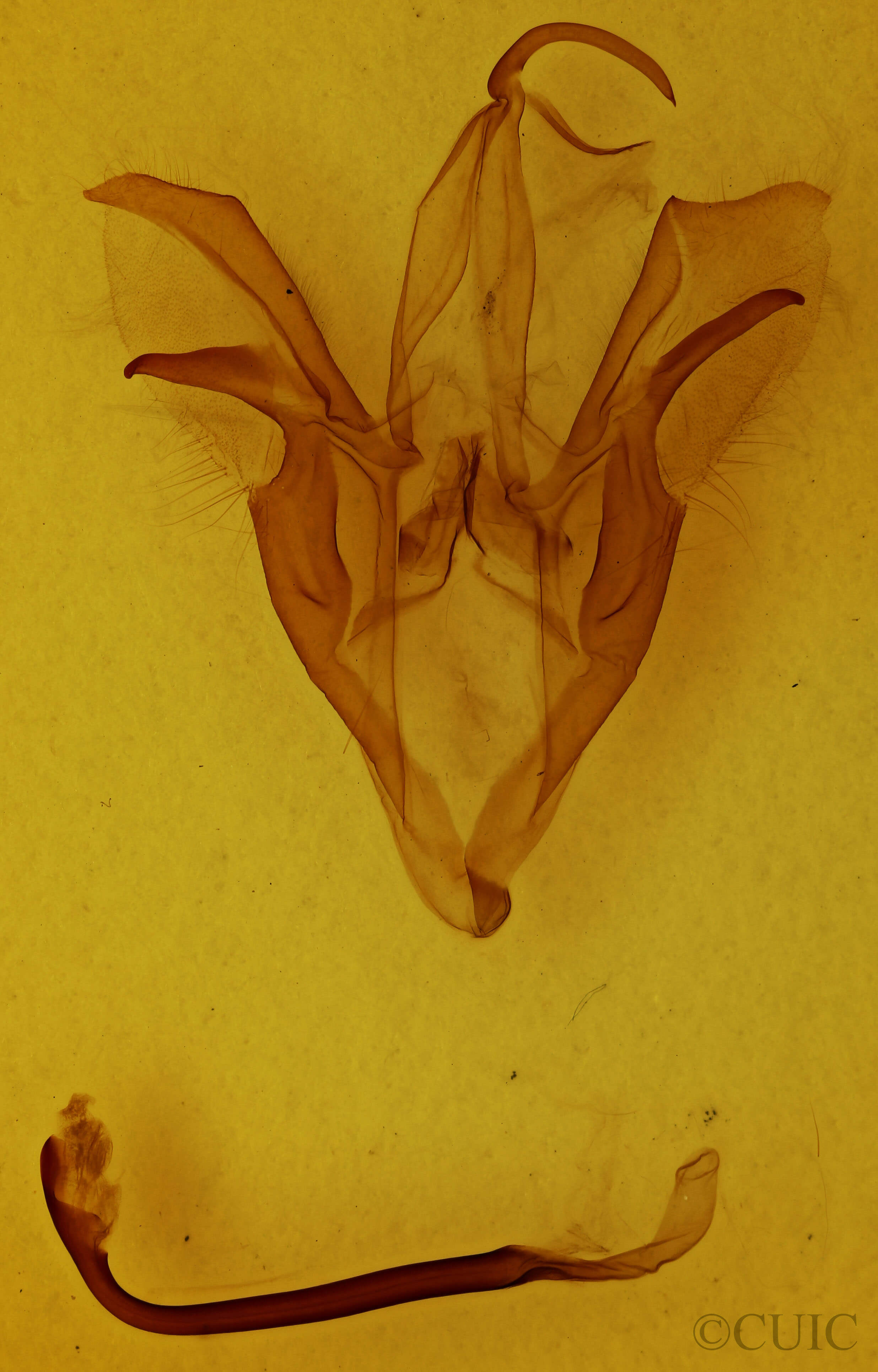 genitalia view of adult Catocala epione