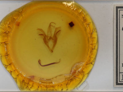 slide view of adult Catocala epione