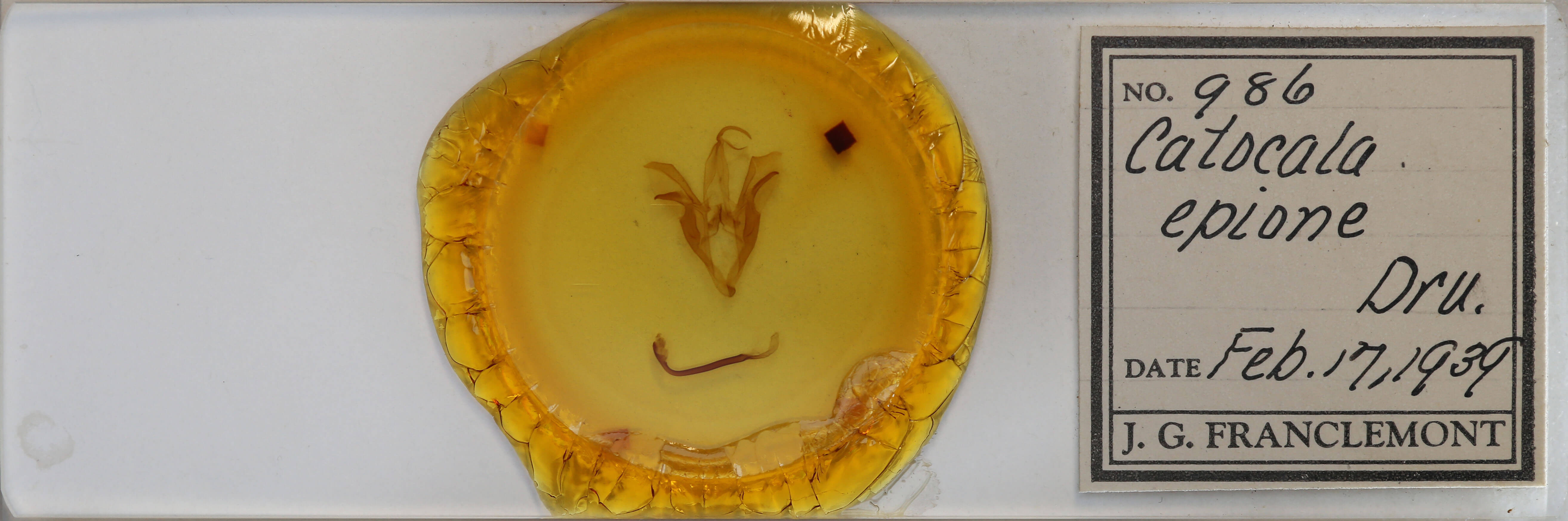 slide view of adult Catocala epione