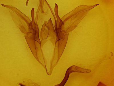 genitalia view of adult Catocala ilia