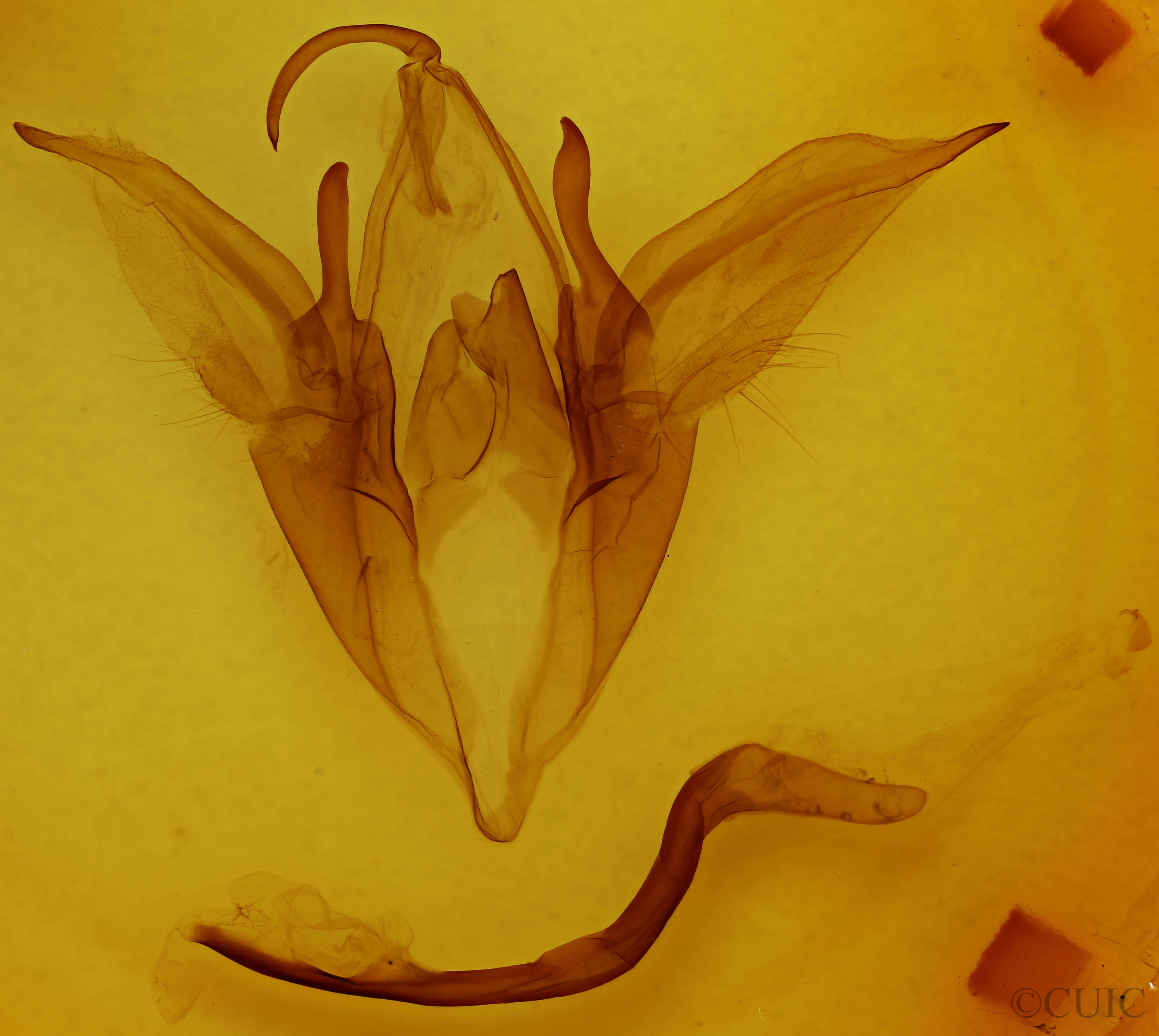 genitalia view of adult Catocala ilia