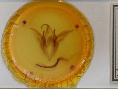 slide view of adult Catocala ilia