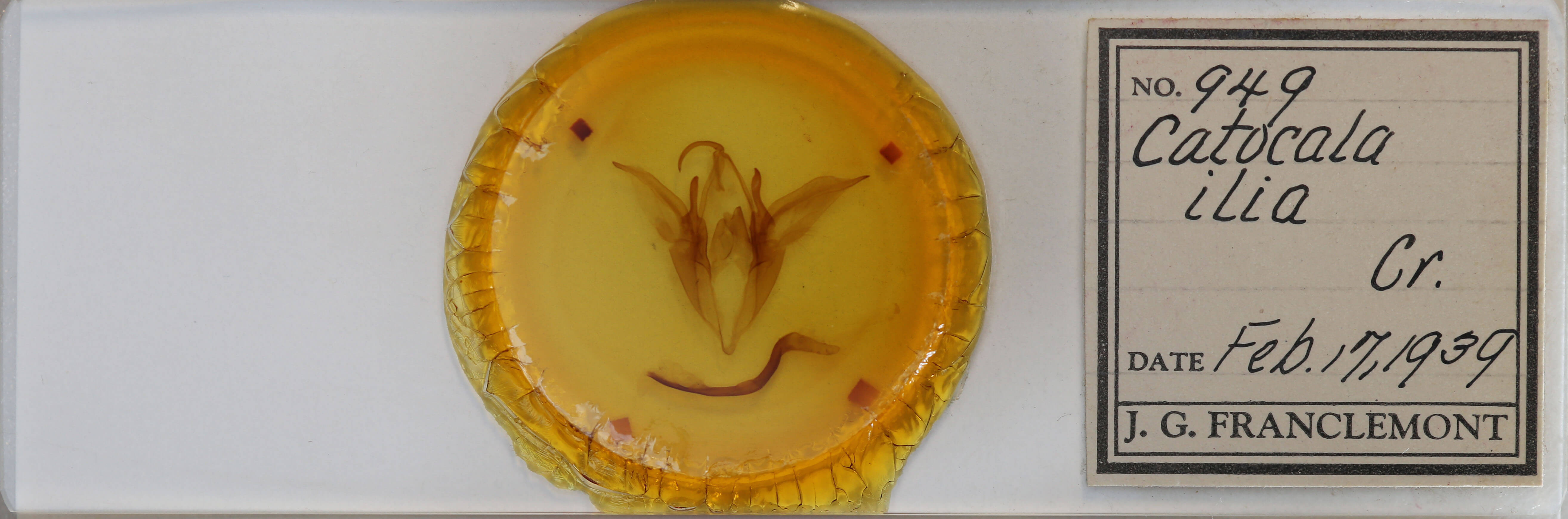 slide view of adult Catocala ilia