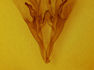 genitalia view of adult Catocala meskei