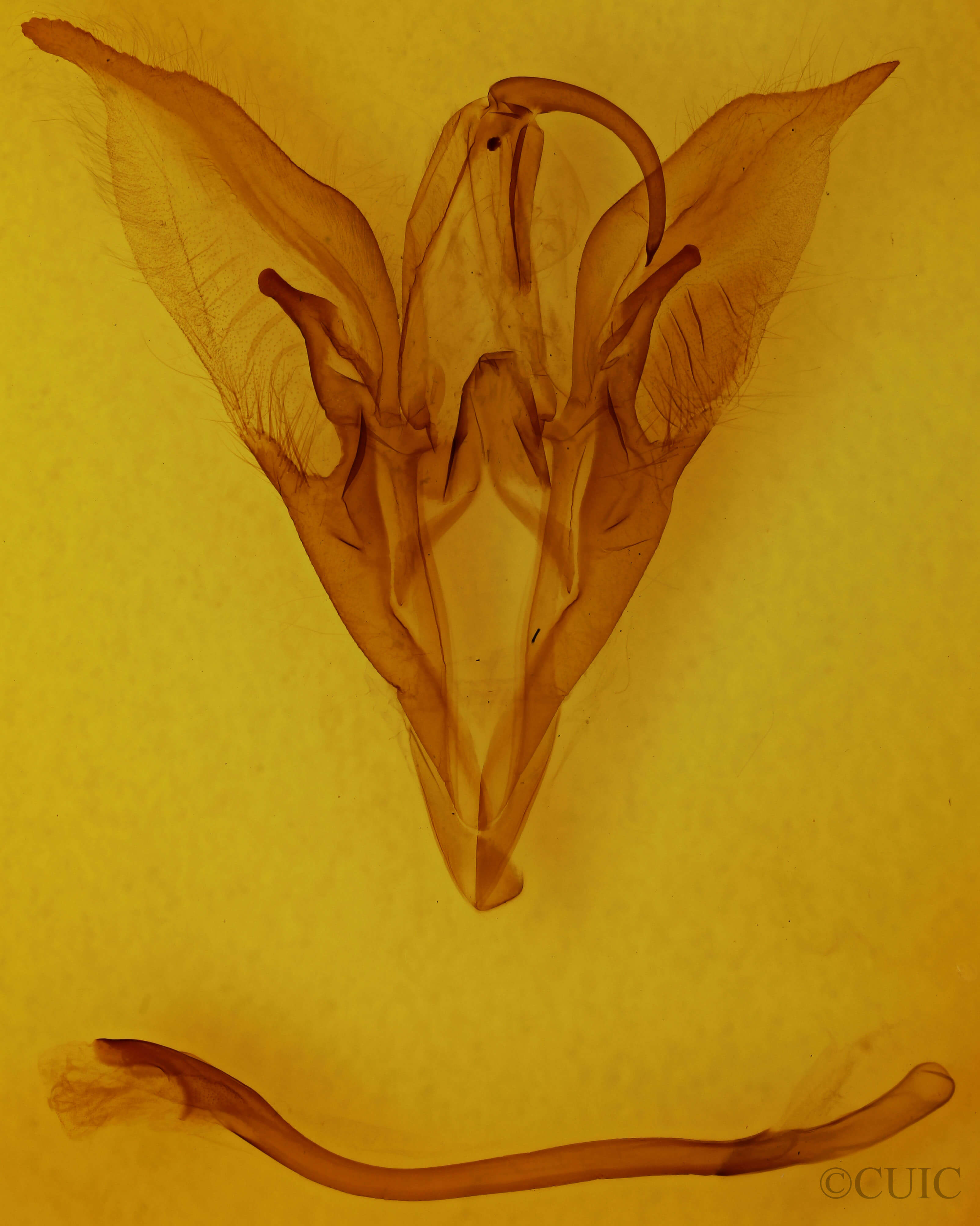 genitalia view of adult Catocala meskei