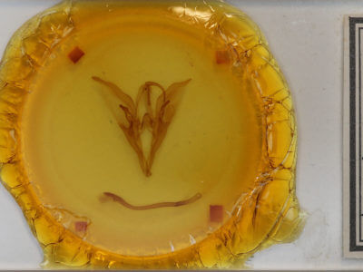 slide view of adult Catocala meskei