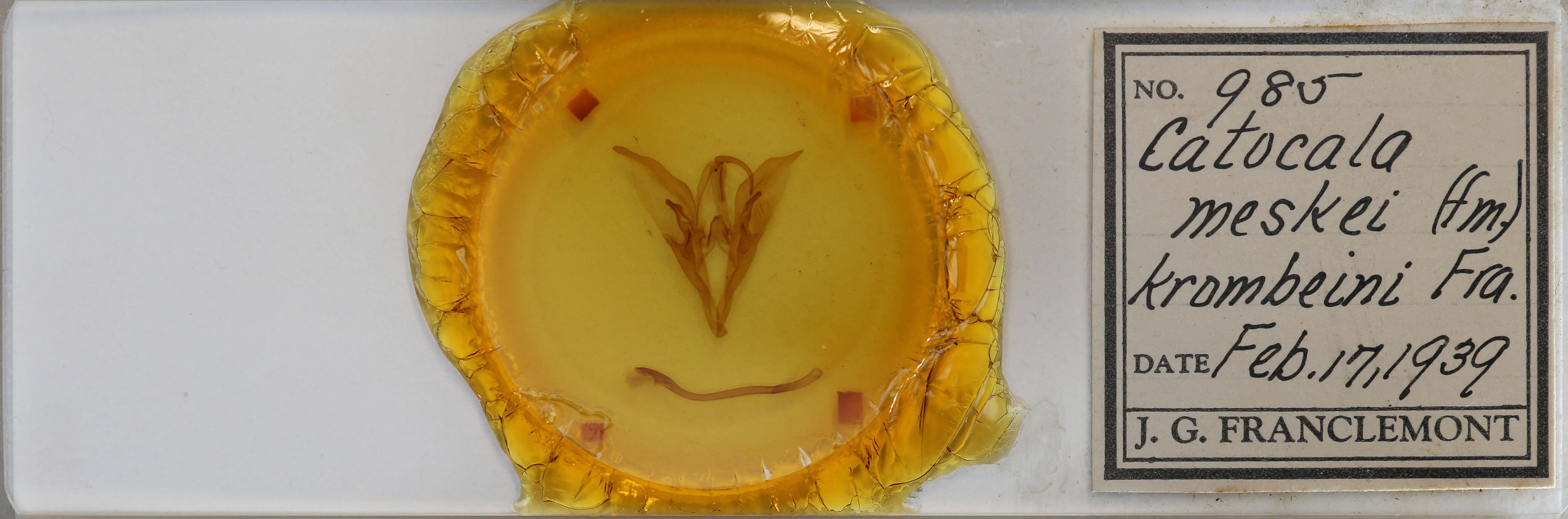 slide view of adult Catocala meskei