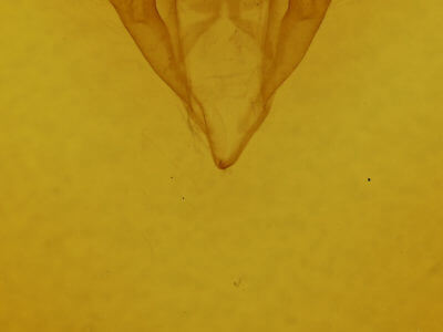 genitalia view of adult Catocala mira