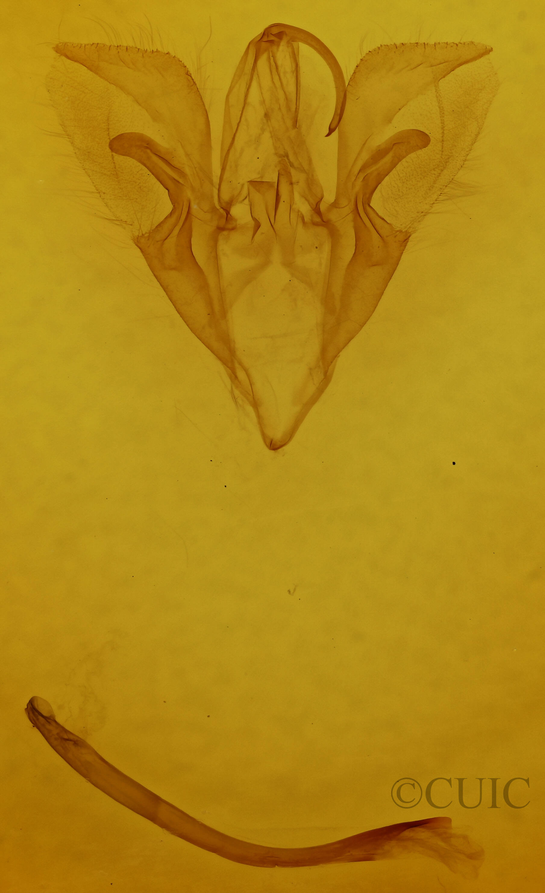 genitalia view of adult Catocala mira