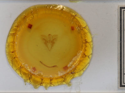 slide view of adult Catocala mira