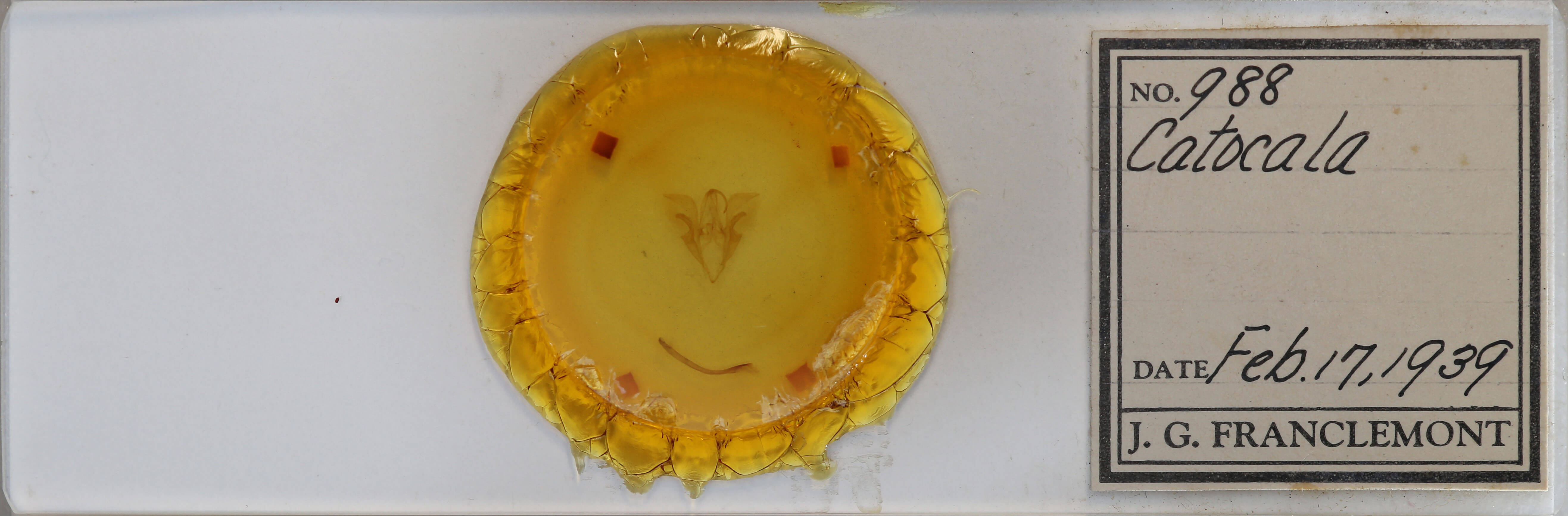 slide view of adult Catocala mira