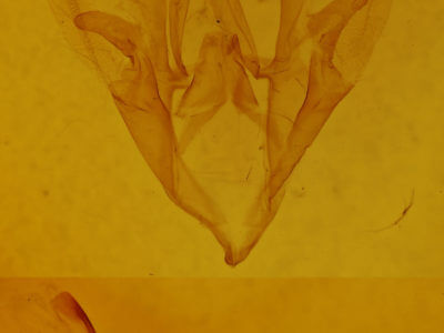 genitalia view of adult Catocala mira