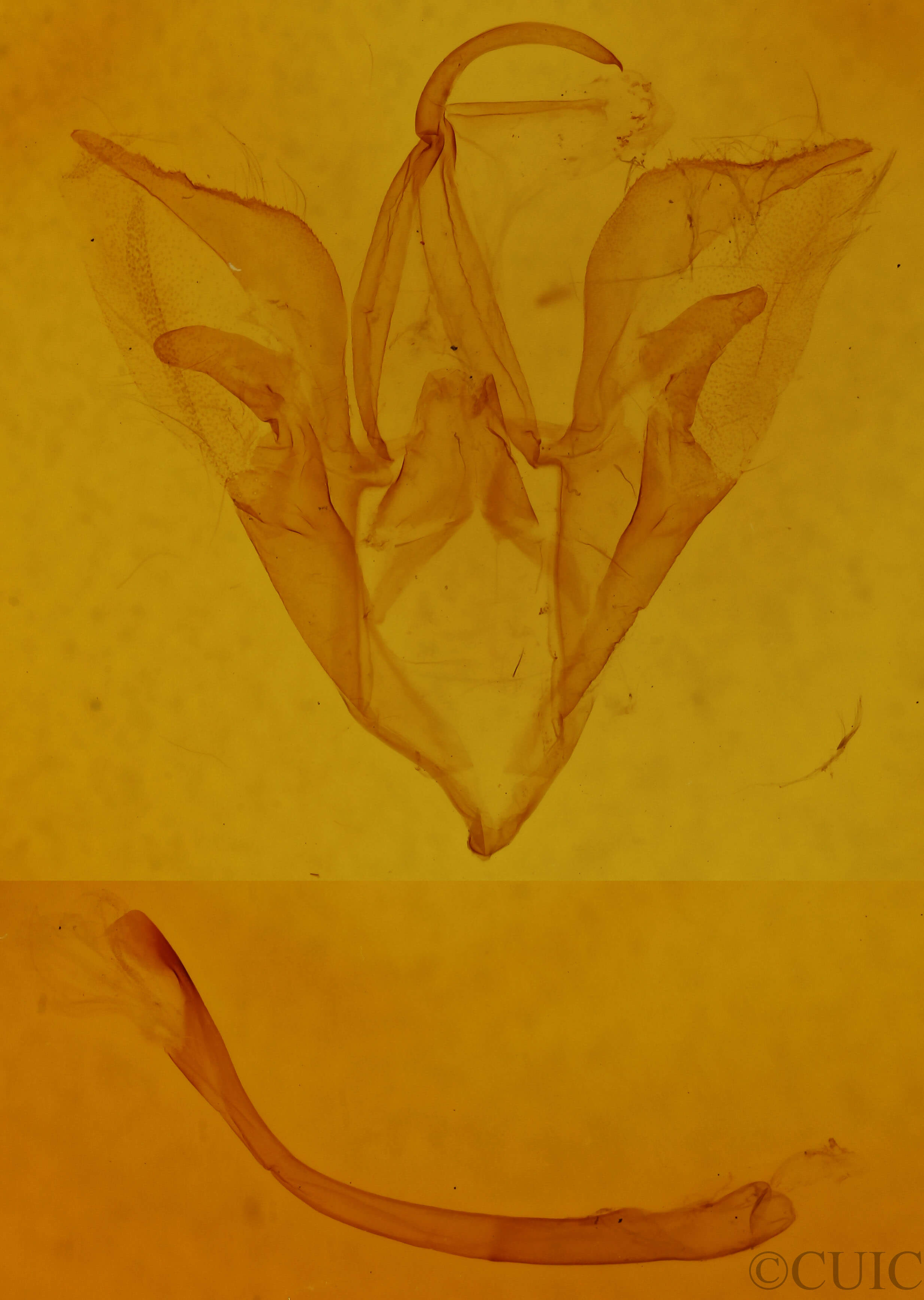 genitalia view of adult Catocala mira