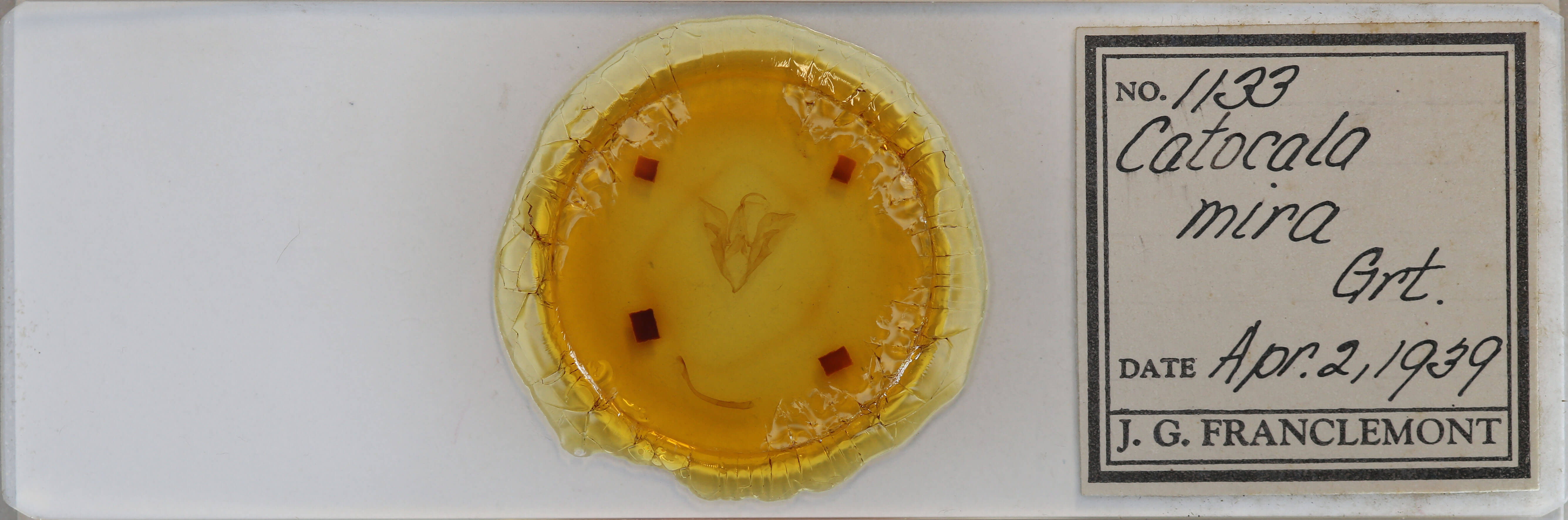 slide view of adult Catocala mira