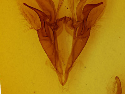 genitalia view of adult Catocala piatrix