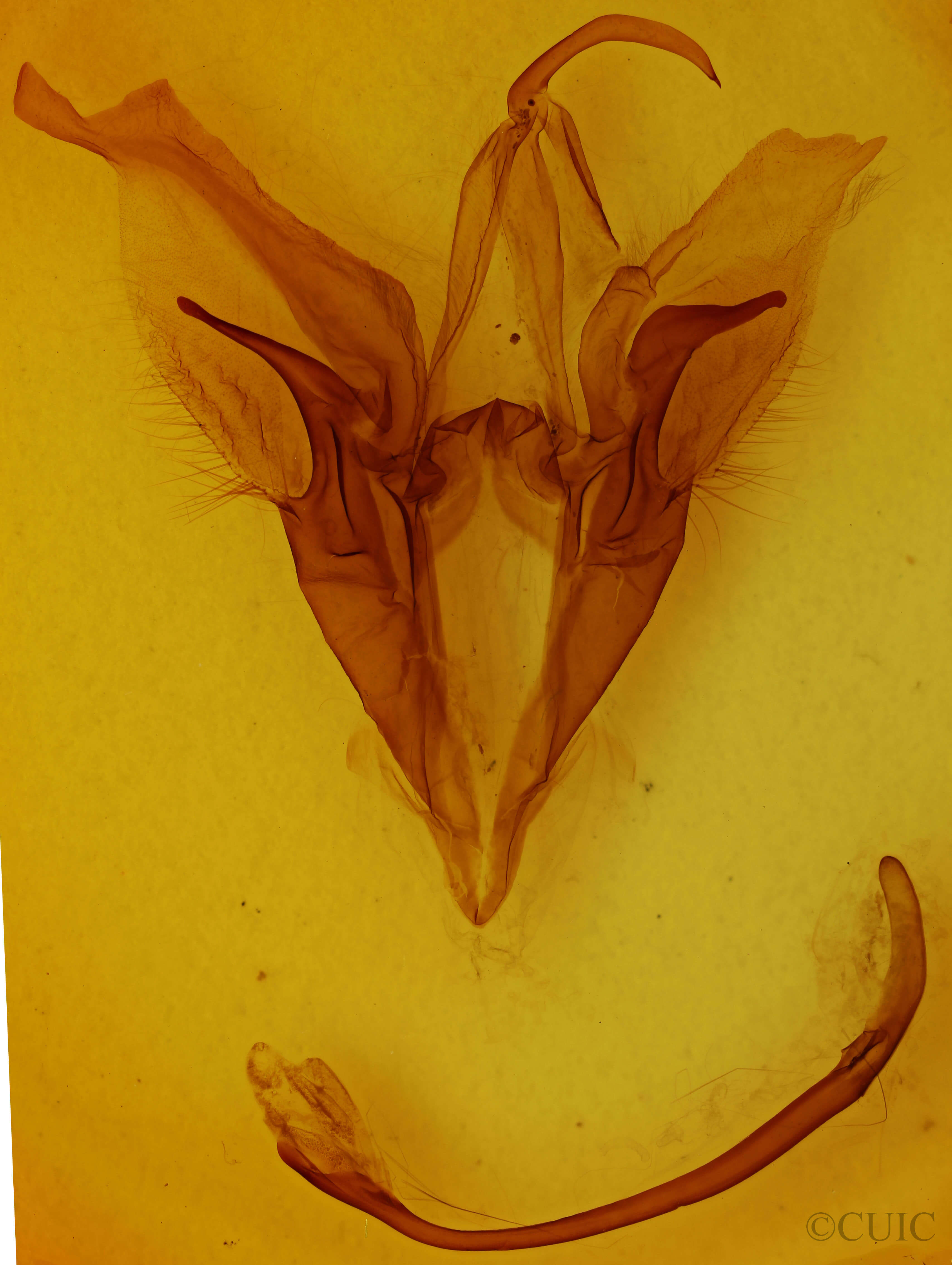 genitalia view of adult Catocala piatrix