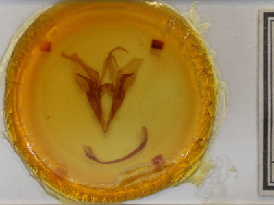 slide view of adult Catocala piatrix