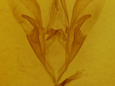 genitalia view of adult Catocala ultronia
