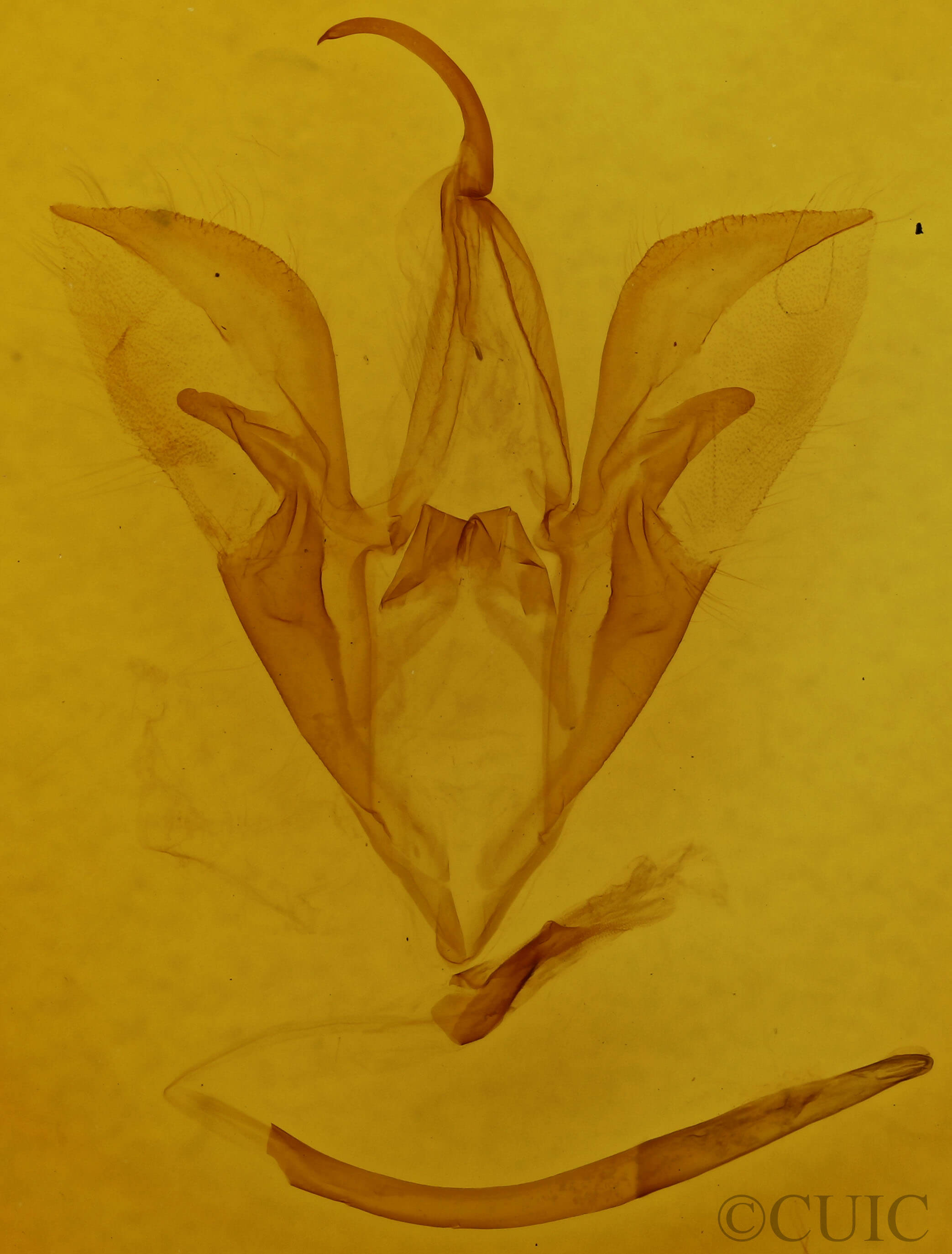 genitalia view of adult Catocala ultronia