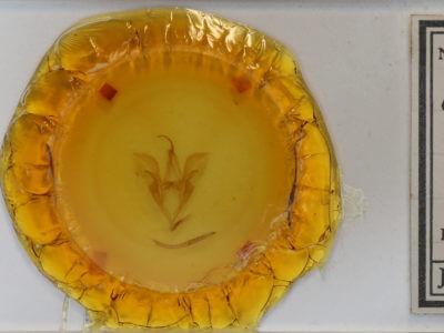 slide view of adult Catocala ultronia