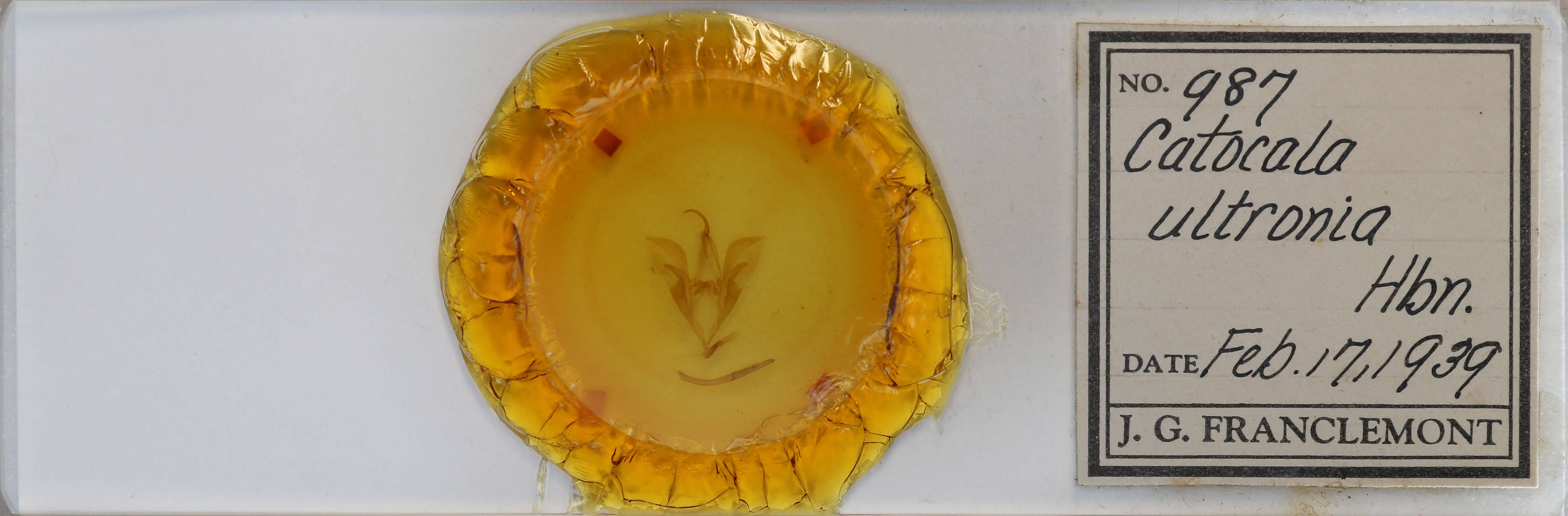 slide view of adult Catocala ultronia