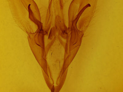 genitalia view of adult Catocala unijuga