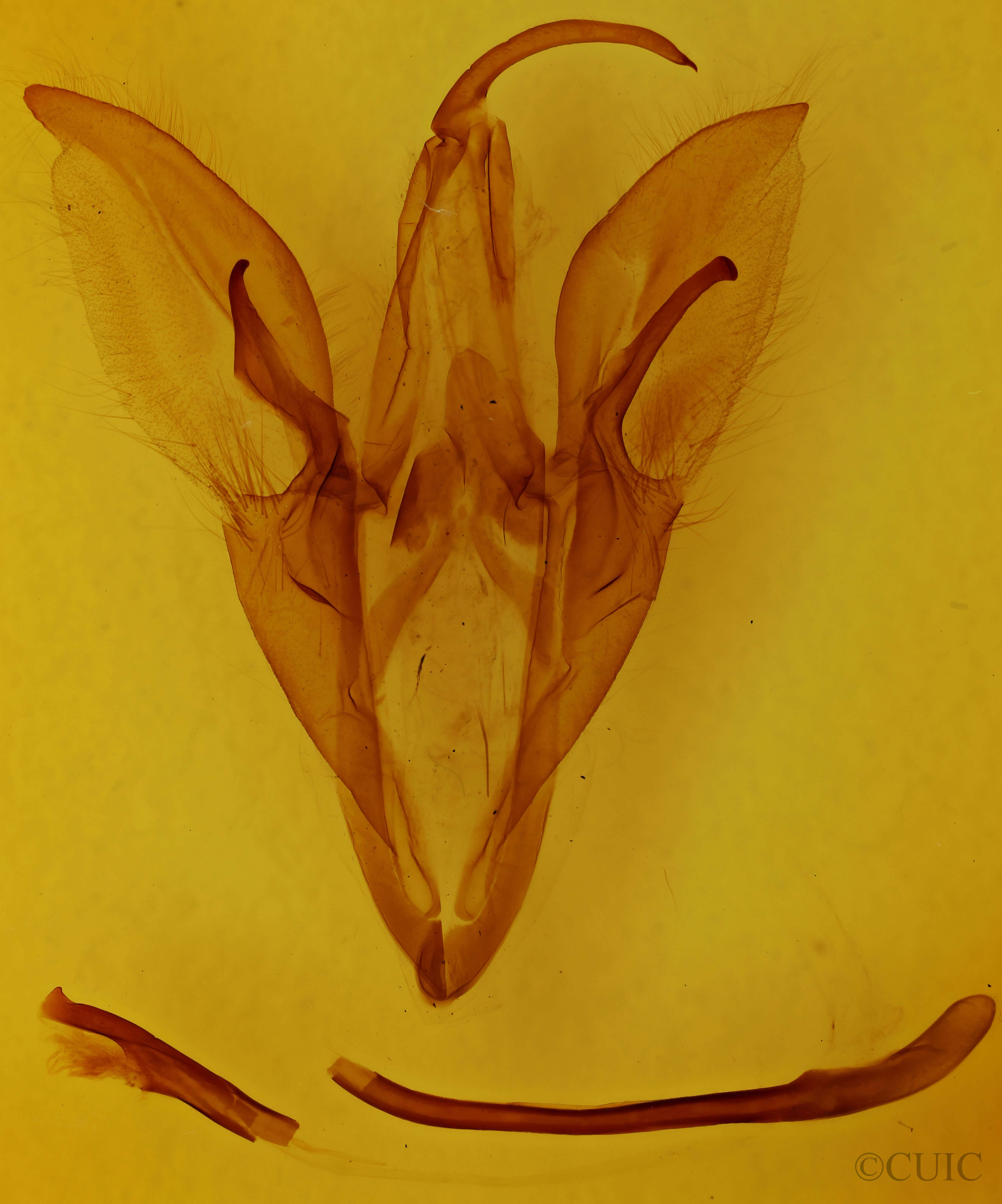 genitalia view of adult Catocala unijuga